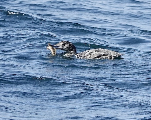 great northern diver
